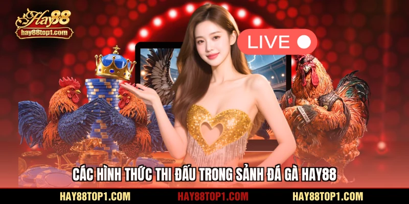 Các hình thức thi đấu trong sảnh đá gà HAY88
